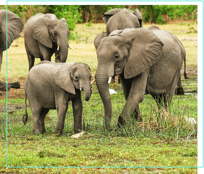 Elefanten auf einer Wiese